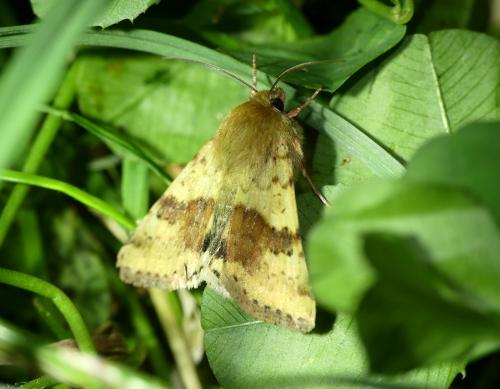 Réf. 262 410 : Heliothis viriplaca